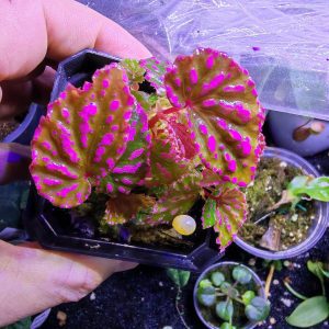 Begonia Negrosensis