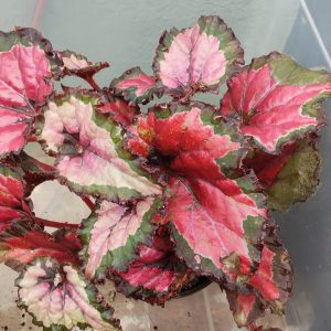 Pink Brown leaf Begonia