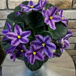 African Violet: Fairy Tales