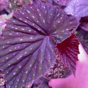 Begonia Maharani